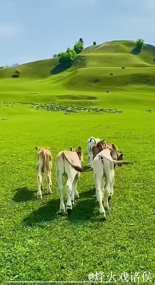 漫步在青青草原，伊人如诗如画