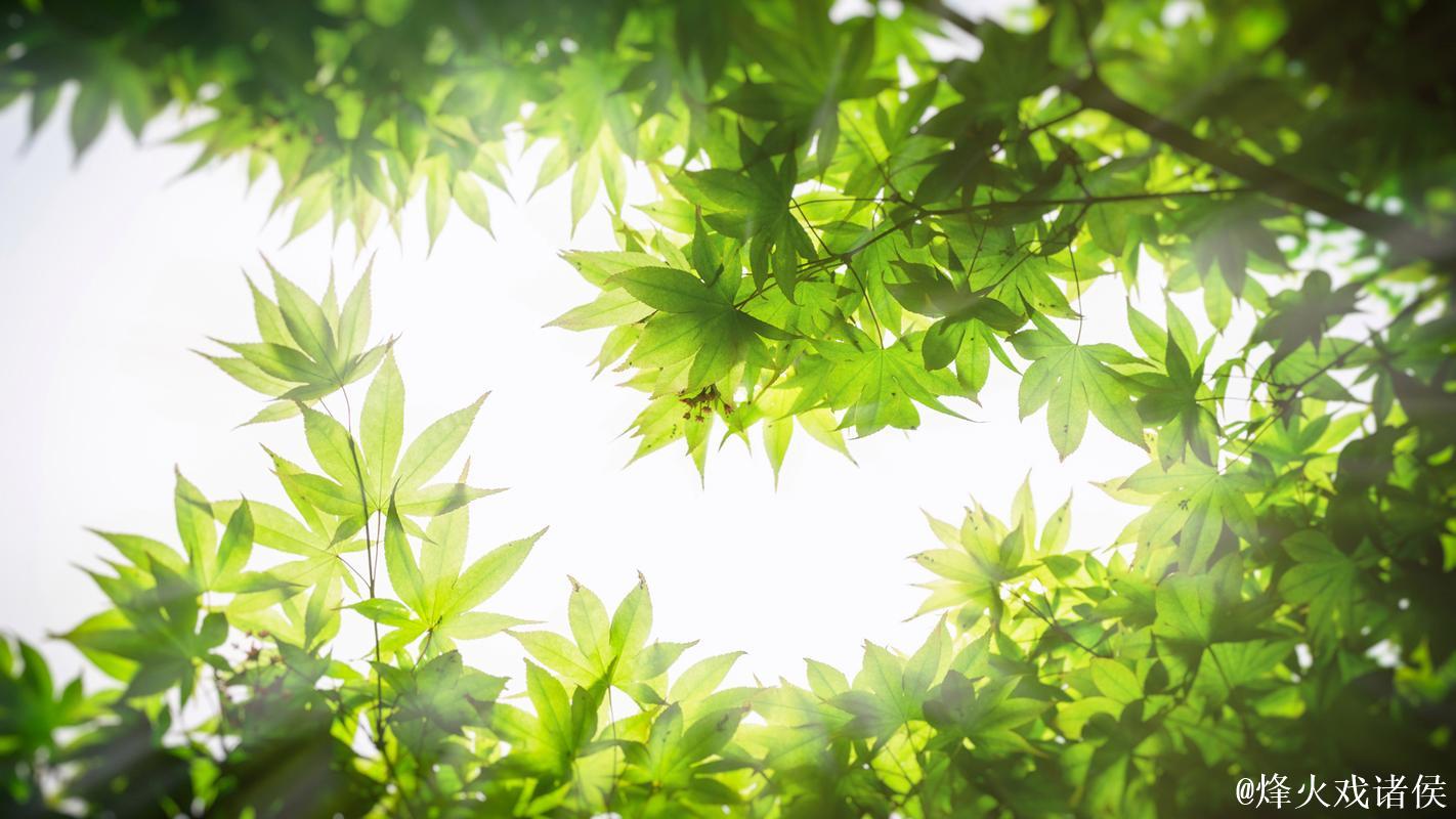 青青草高清视频下载 - 畅享绿色清晰画质